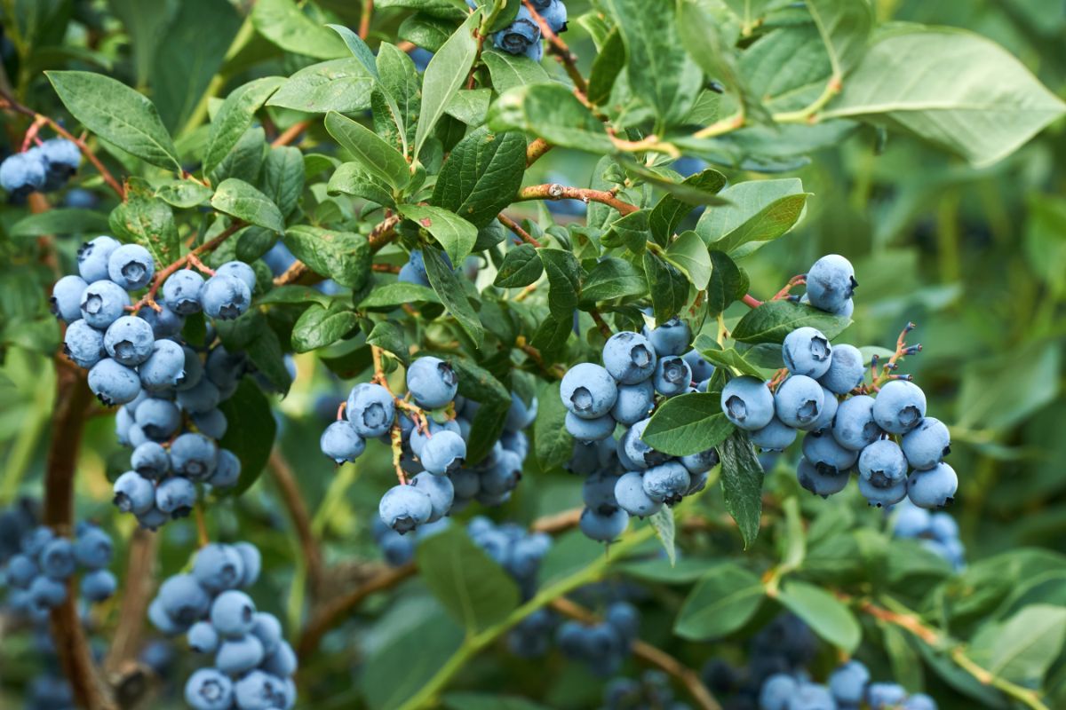 The Science Behind Propagating Blueberry Bushes for Optimal Growth