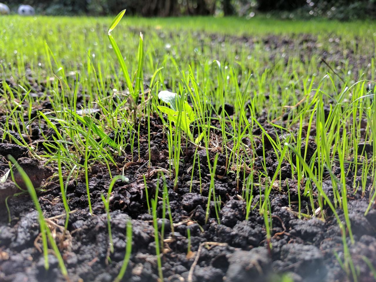 The Ultimate Tips for Growing Grass Seed Successfully in September