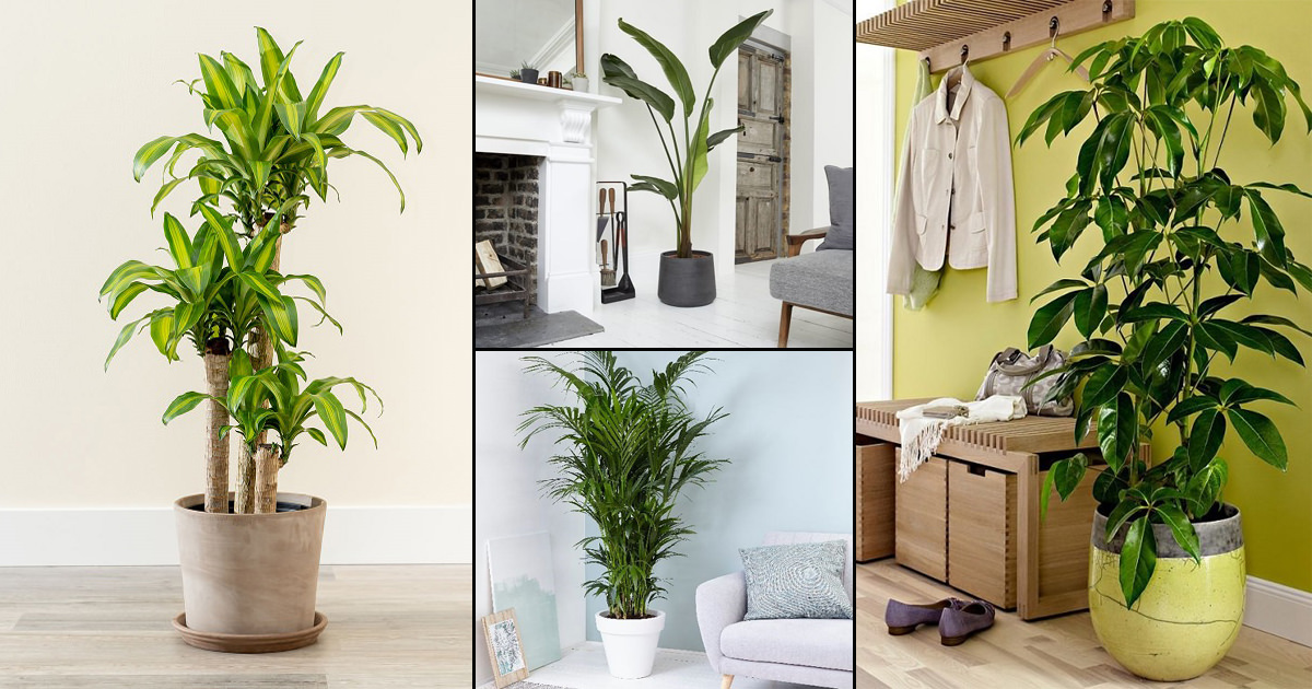 Aesthetic Large Indoor Plants to Elevate Any Room