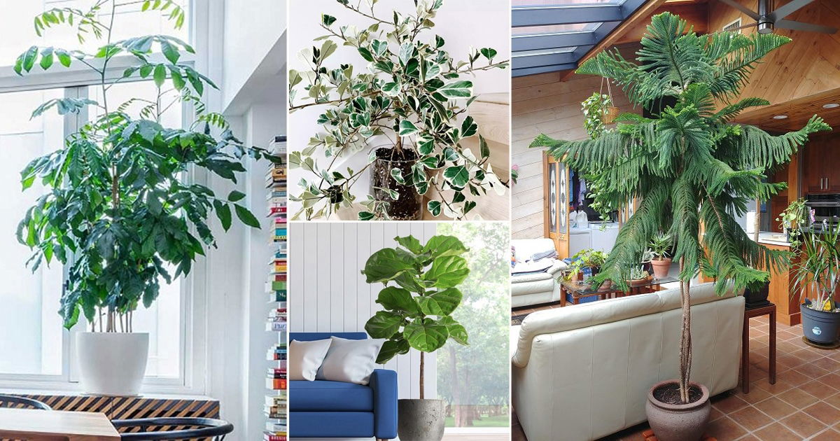 Aesthetic Large Indoor Plants to Elevate Any Room