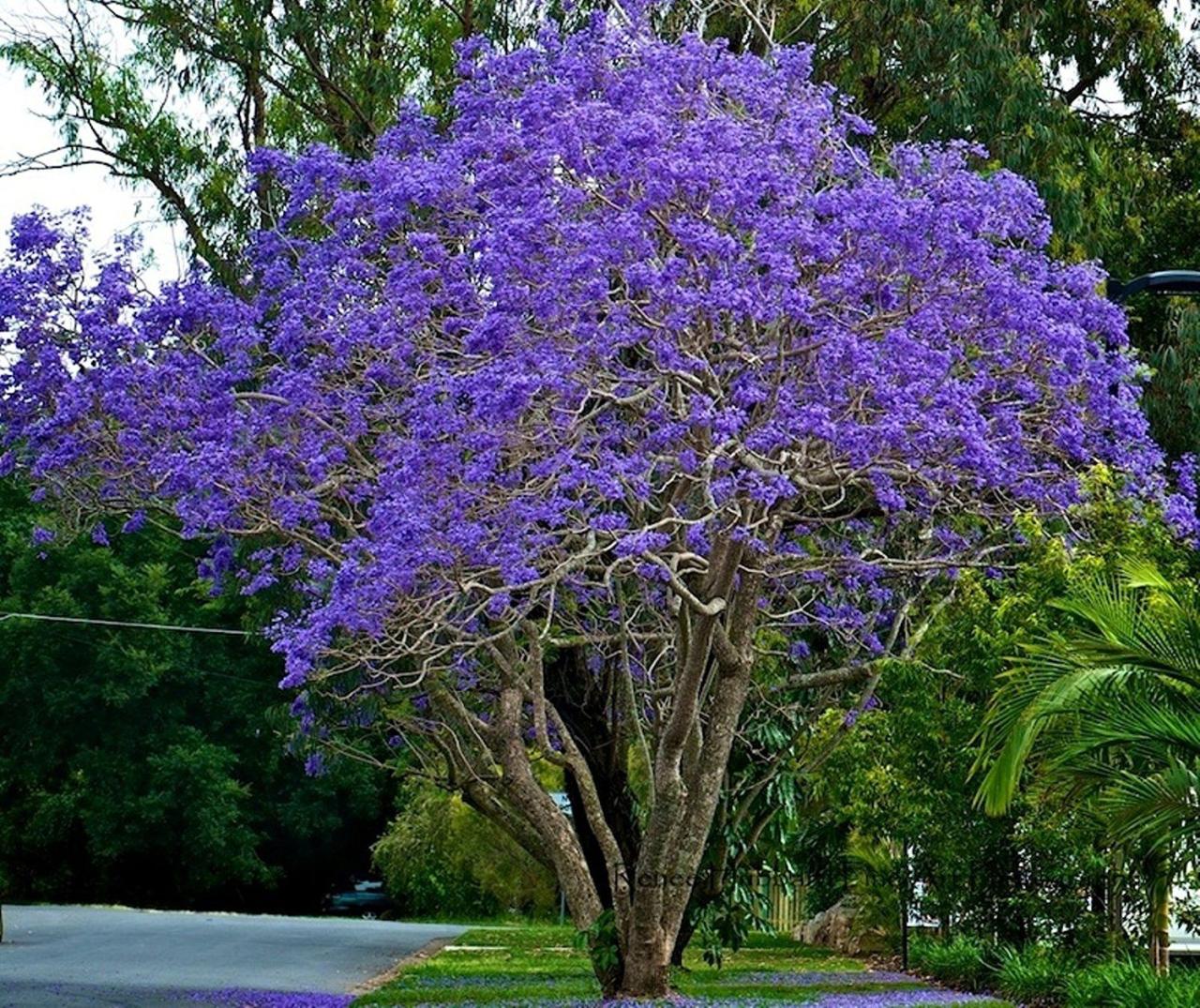 How to Use Jacaranda Tree for a Gorgeous and Unique Outdoor Space: Essential Tips