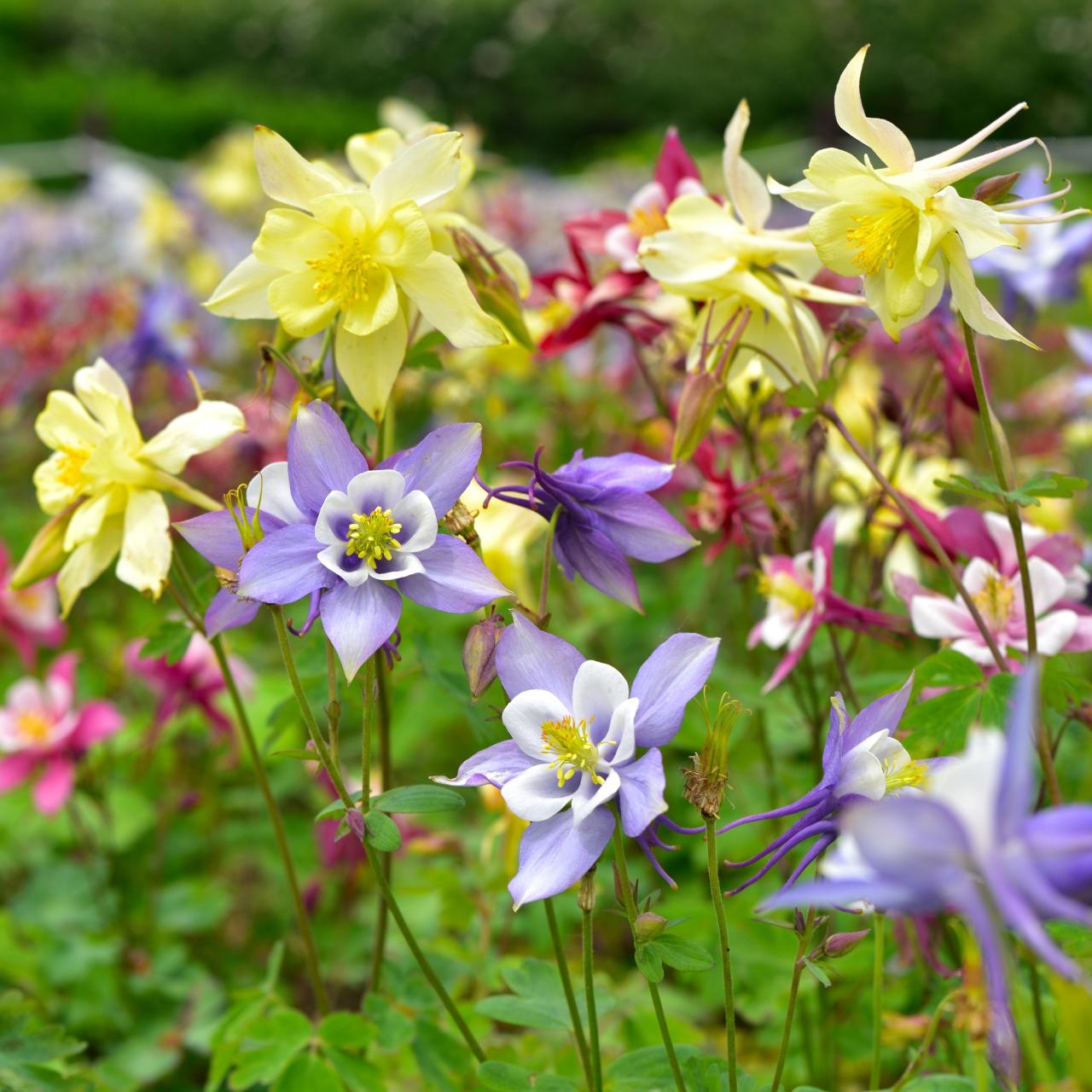 Columbine Plants: Your Ultimate Guide to Thriving Gardens