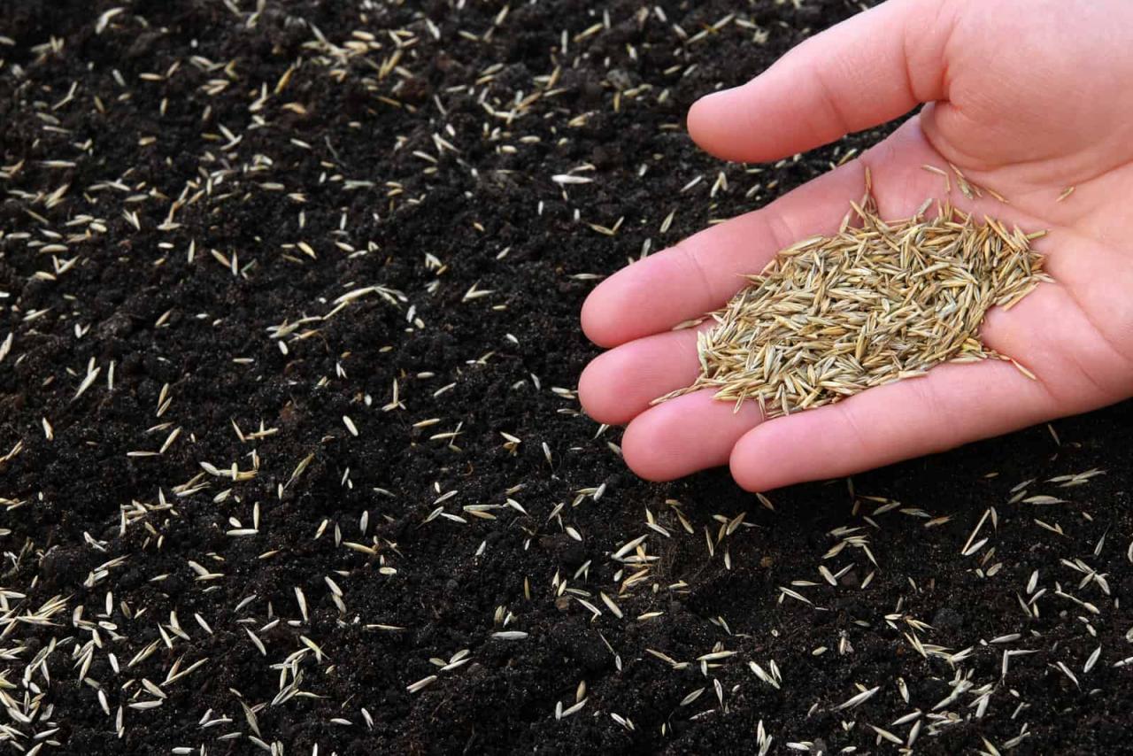 Discover the Perfect Timing for Grass Seed Sowing: Expert Advice for Lawn Care