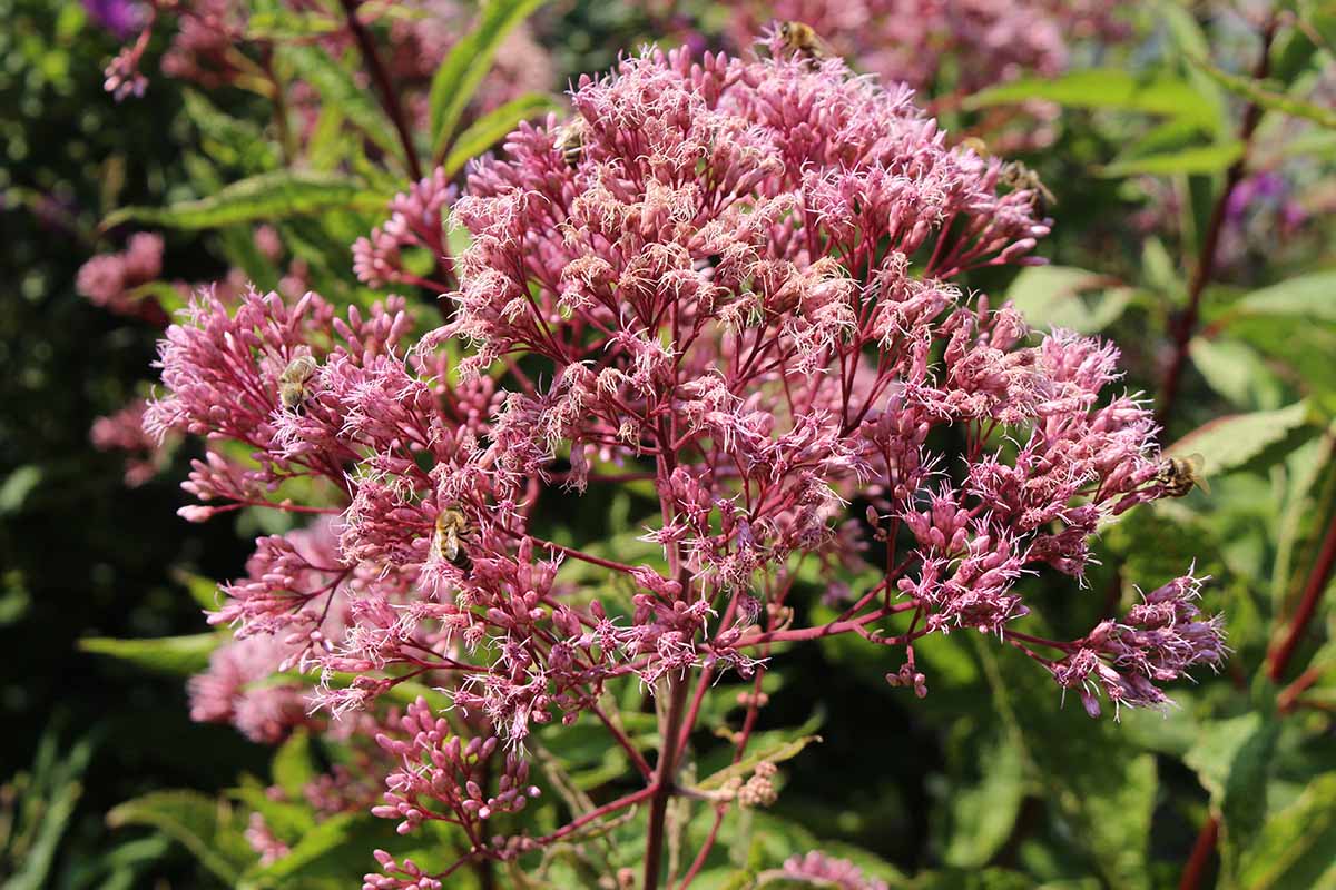 Joe pye weed seed grow starting do plant