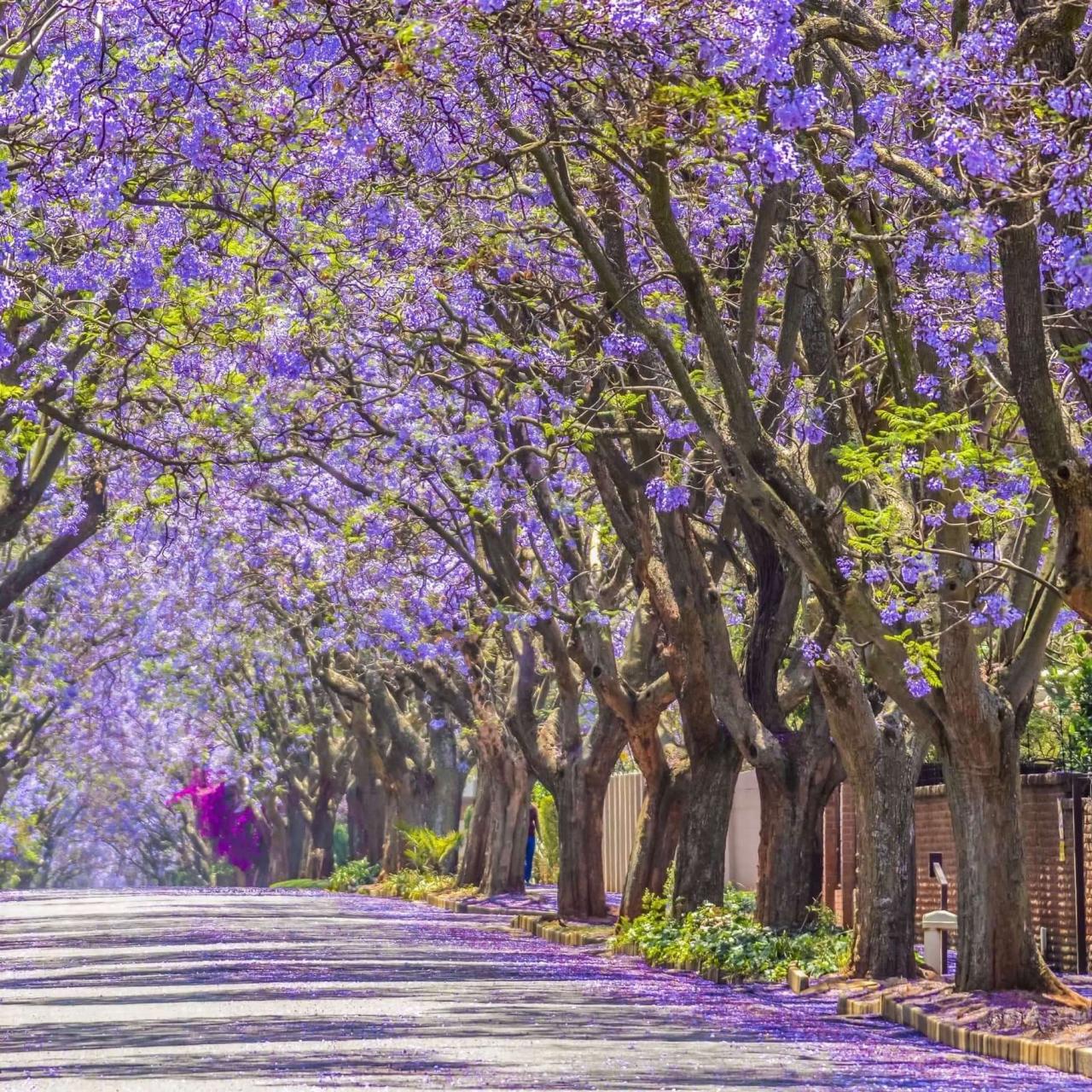 How to Use Jacaranda Tree for a Gorgeous and Unique Outdoor Space: Essential Tips