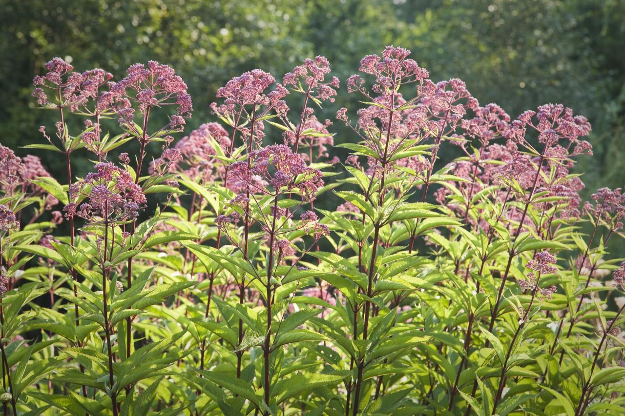 Grow Beautiful Joe Pye Weed Flowers: A Step-by-Step Guide