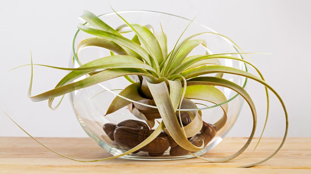 How Often Should You Water Air Plants?