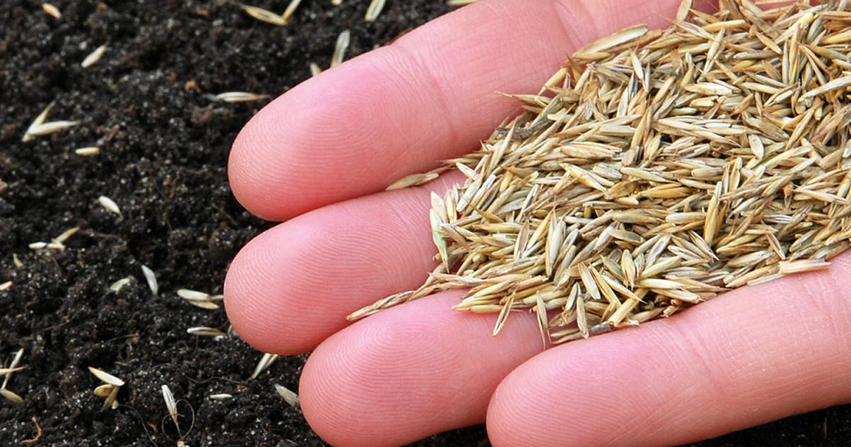 Sowing Grass Seed in the UK: When is the Right Time for a Beautiful Lawn?