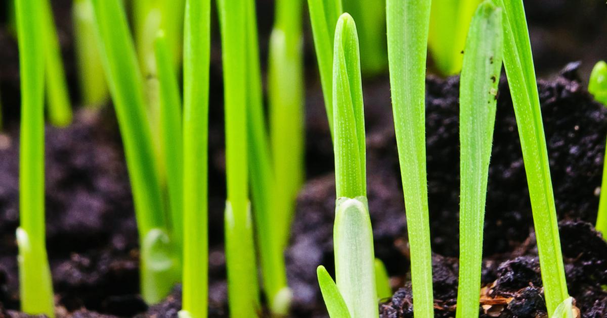 When to Sow Grass Seed in the UK for a Beautiful Green Lawn