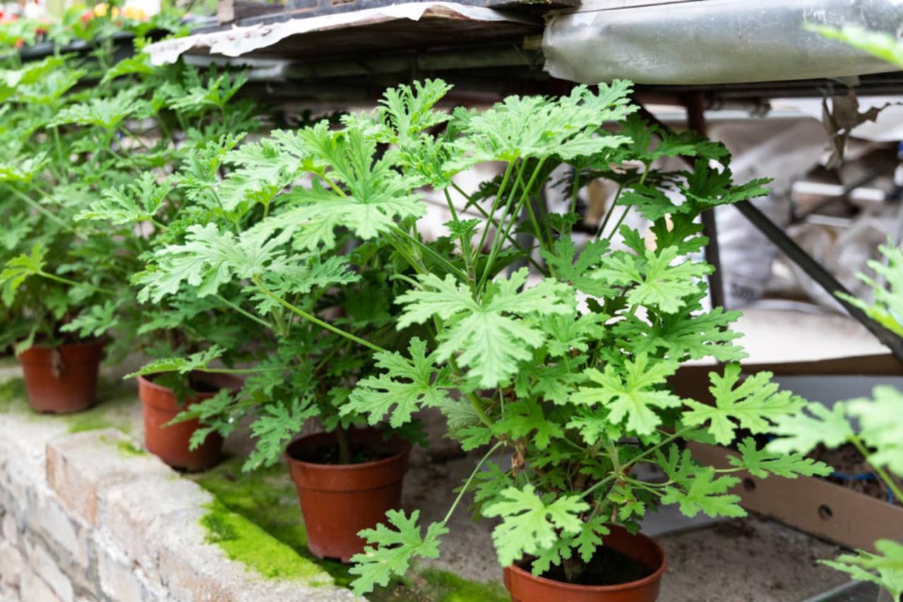 Transform Your Yard with Citronella Plant: How to Use It for Natural Bug Repellent