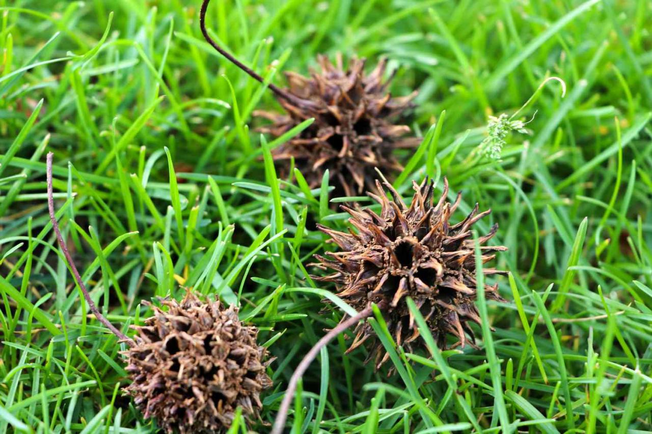 What’s Inside the Mysterious Spiky Seed? Find Out Here