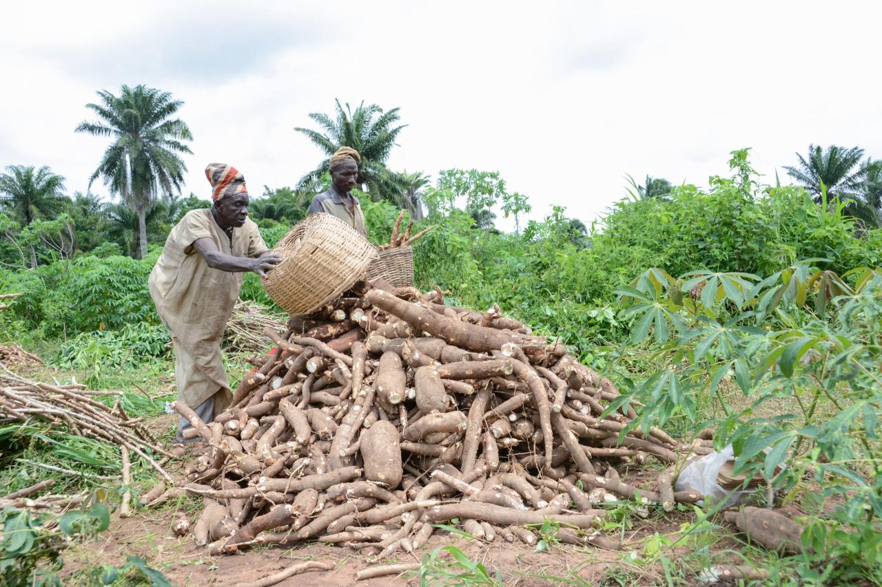 Tapioca cassava plant root roots uses growing make