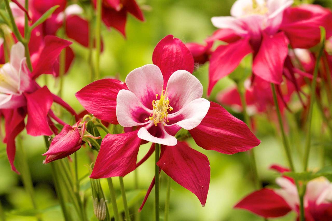 Columbine Plants: Your Ultimate Guide to Thriving Gardens