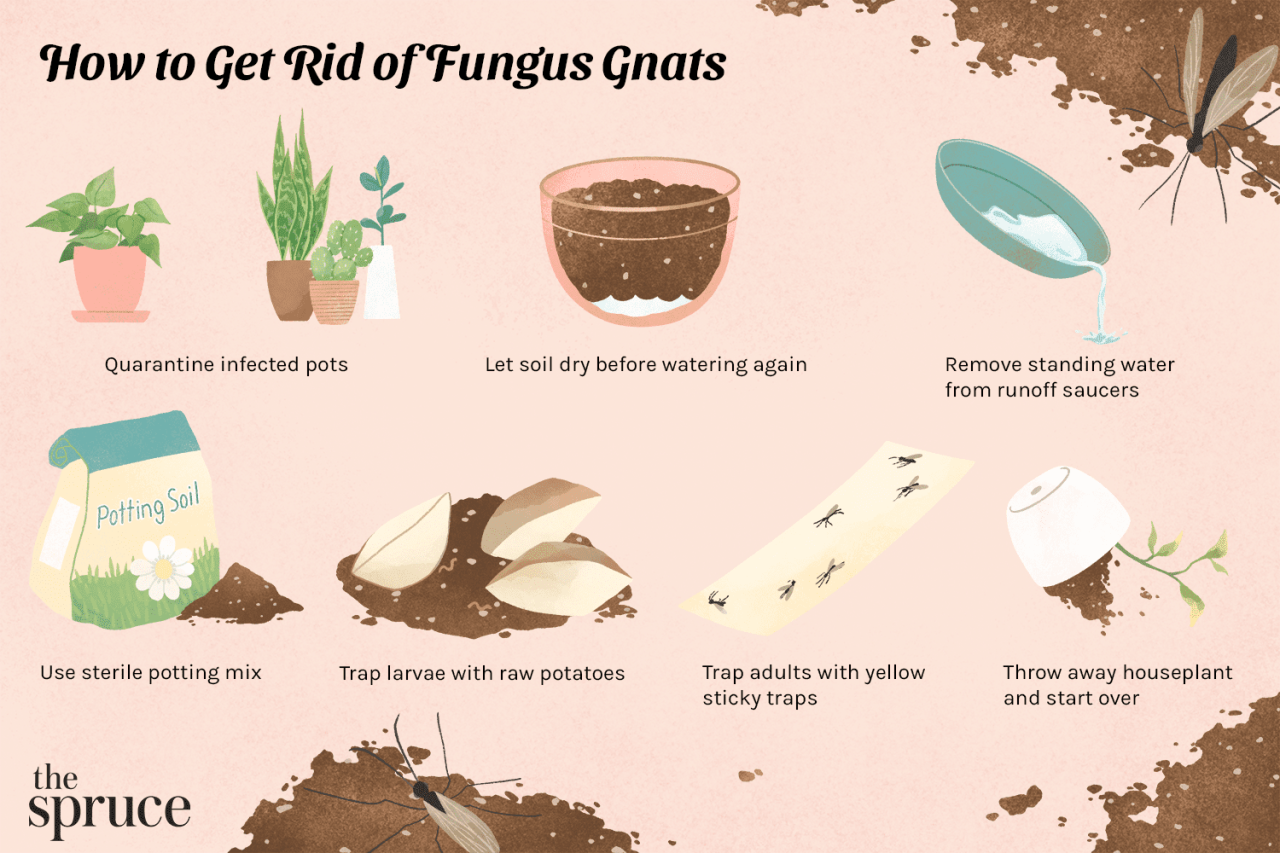 The Complete Guide to Getting Rid of Gnats in Houseplants