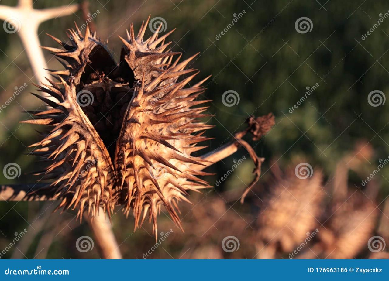 What’s Inside the Mysterious Spiky Seed? Find Out Here