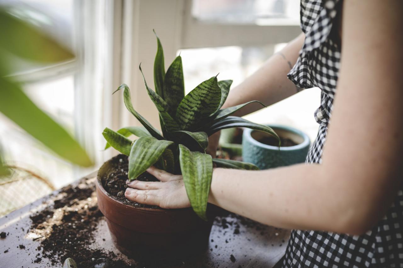 How to Prevent Common Houseplants From Drooping