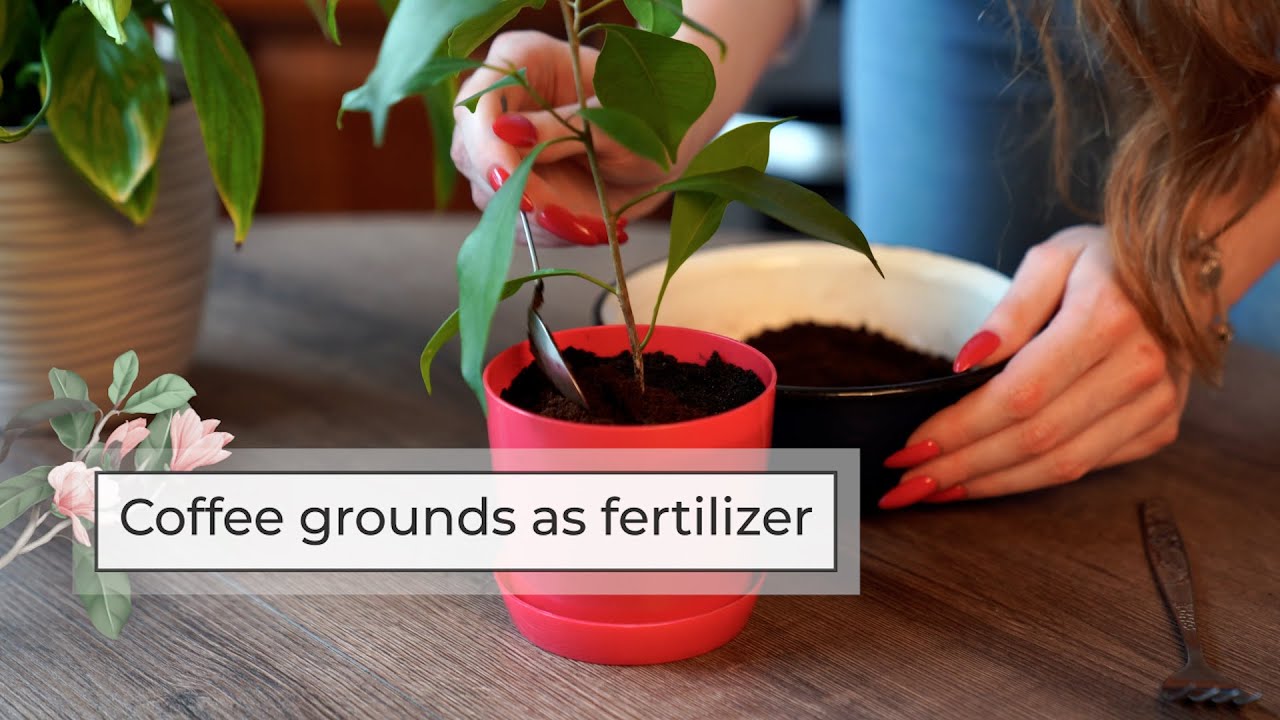 How to Fertilize Ferns with Coffee Grounds