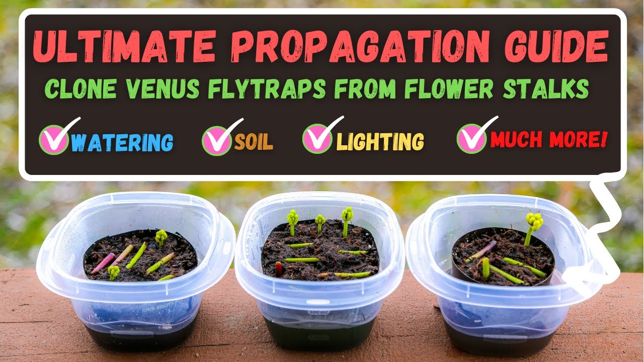 How to Quickly and Easily Propagate Venus Fly Traps in Soil