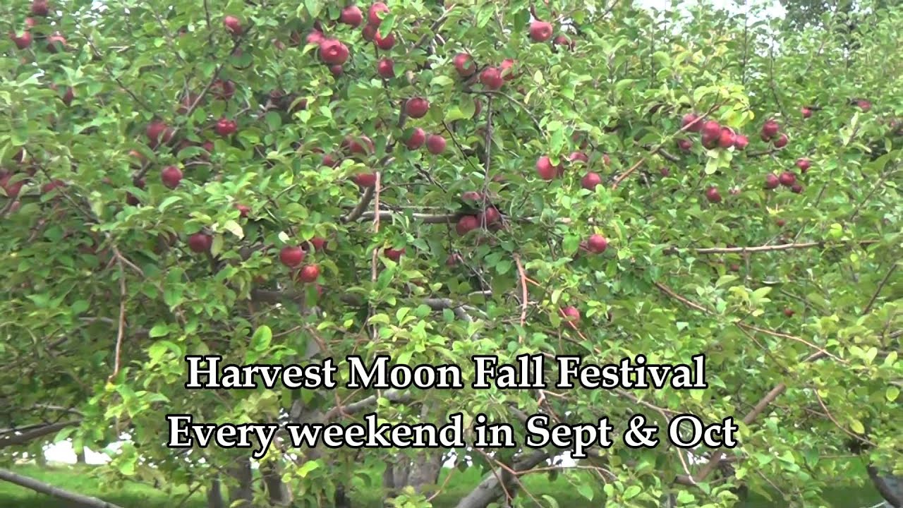 Harvest Moon Orchard: The Essential Fall Experience