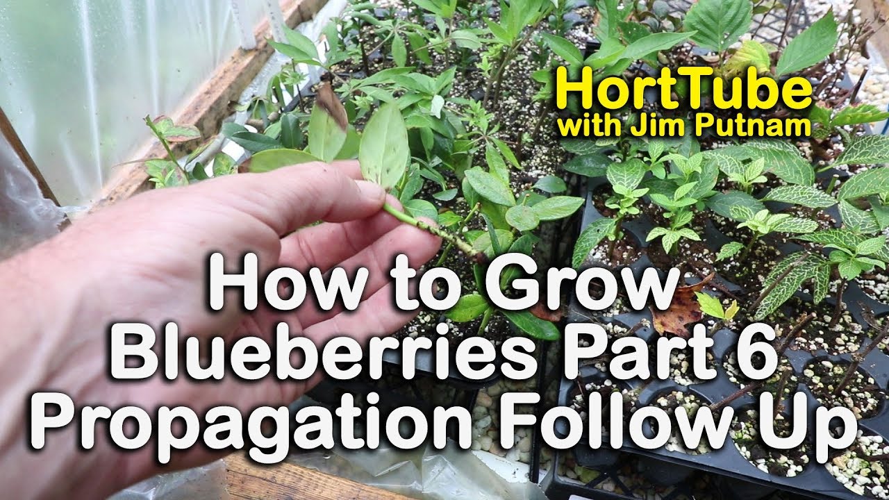 The Science Behind Propagating Blueberry Bushes for Optimal Growth