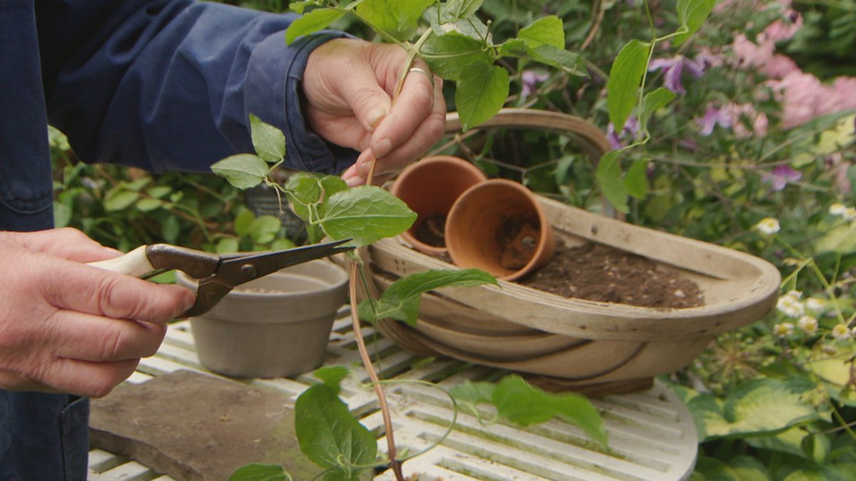 Discover How to Grow a Stunning Clematis Garden from Cuttings