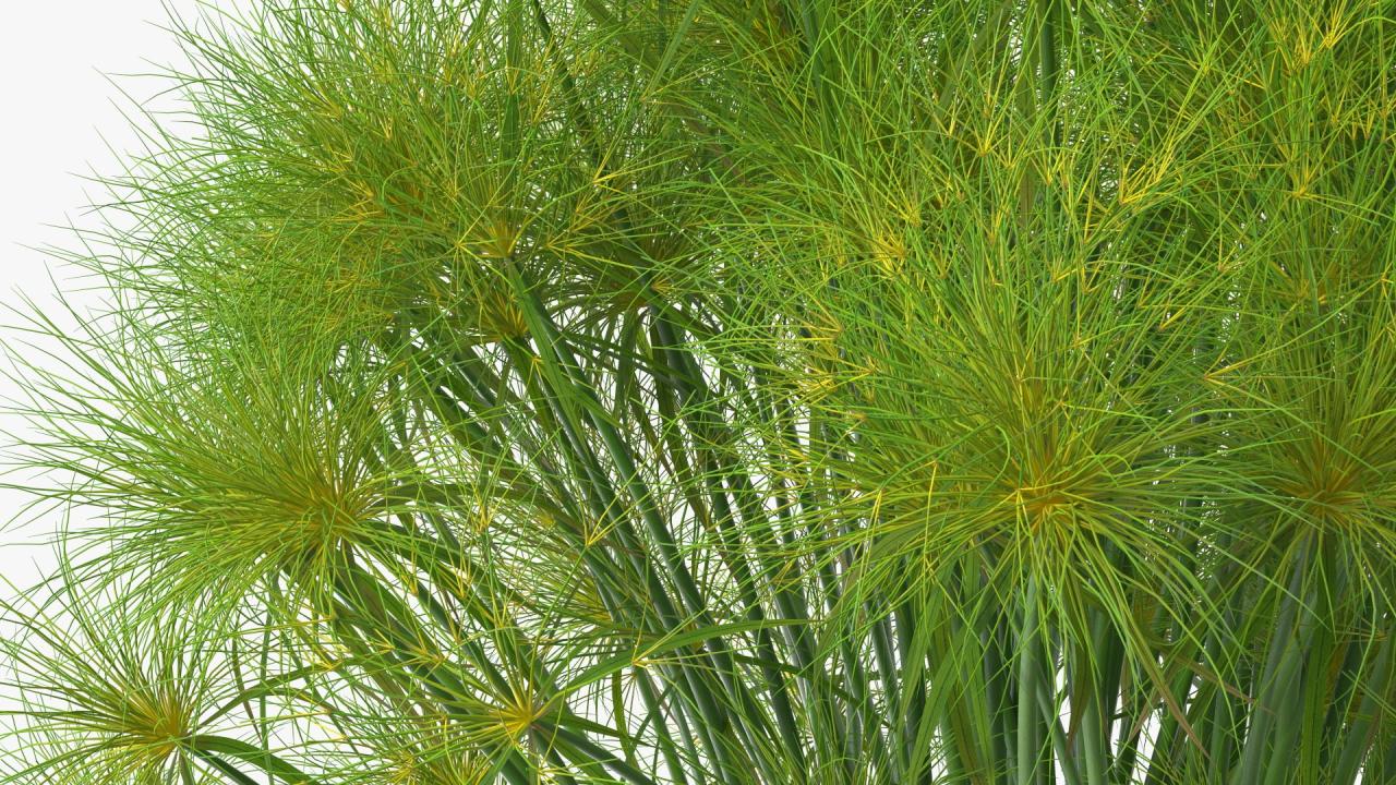 Papyrus Plant Garden Design: A Guide to Maximum Beauty