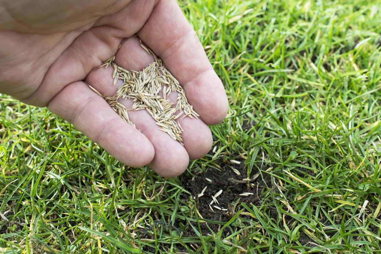 Time Your Lawn Success: Expert Grass Seed Sowing Advice