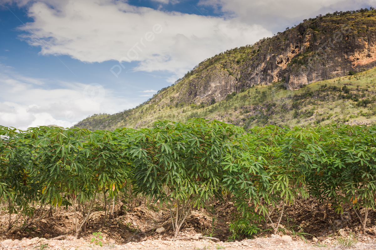 How to Achieve a Lush Cassava Leaf Crop: Essential Tips for Successful Growth