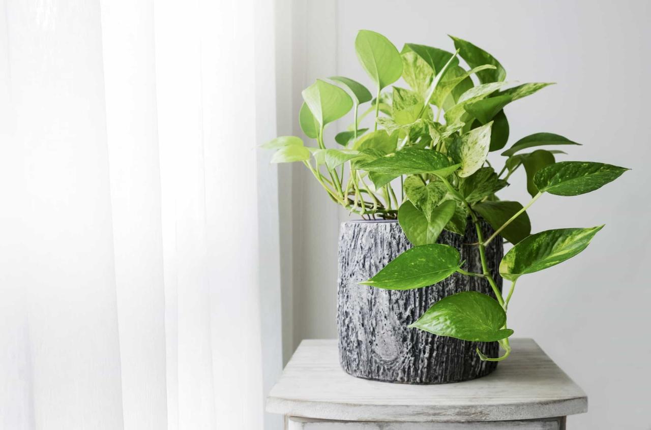 The Best Beginner-Friendly Plants for Busy Homeowners