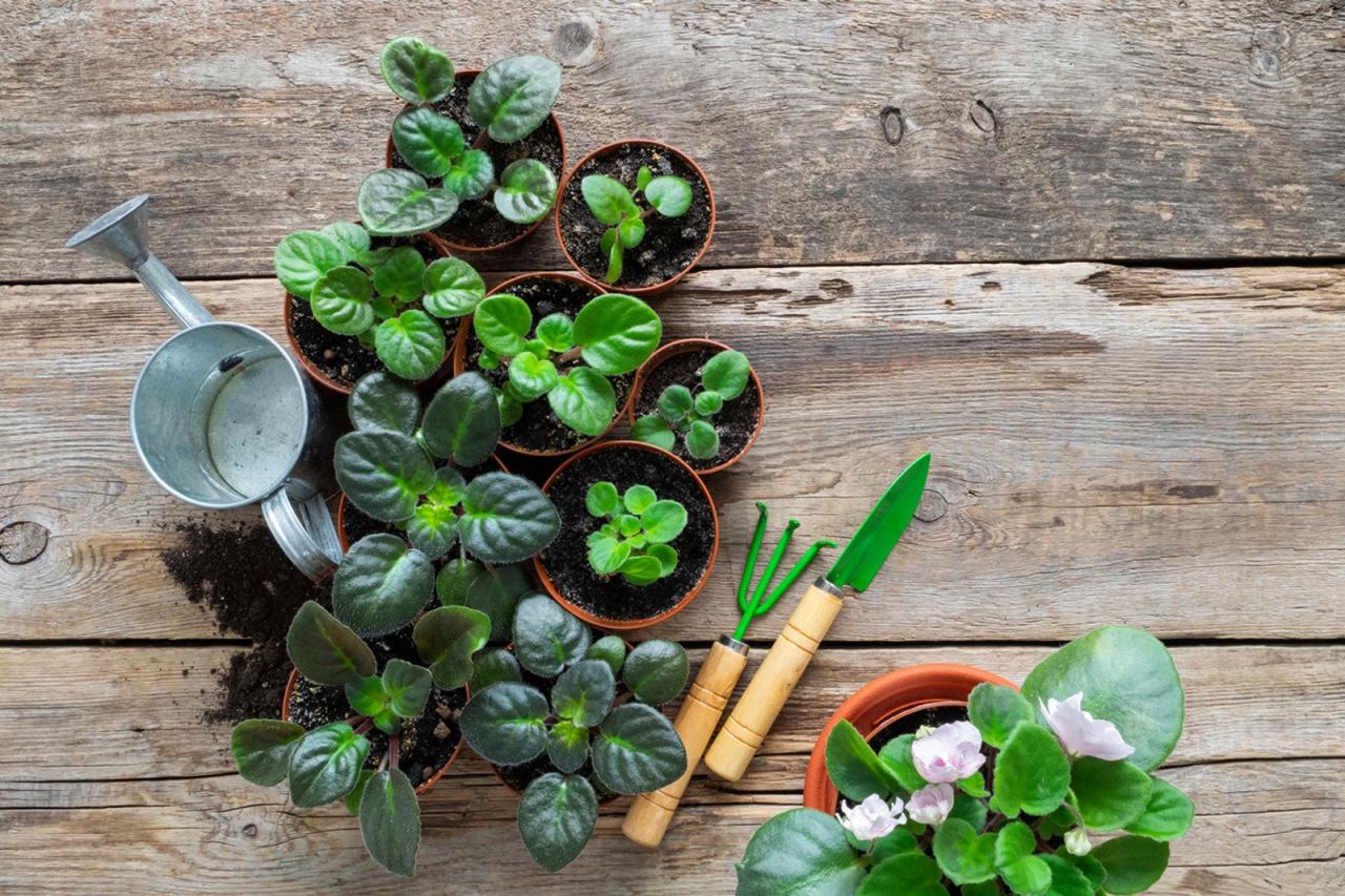 No Green Thumb? You Can Still Propagate African Violets