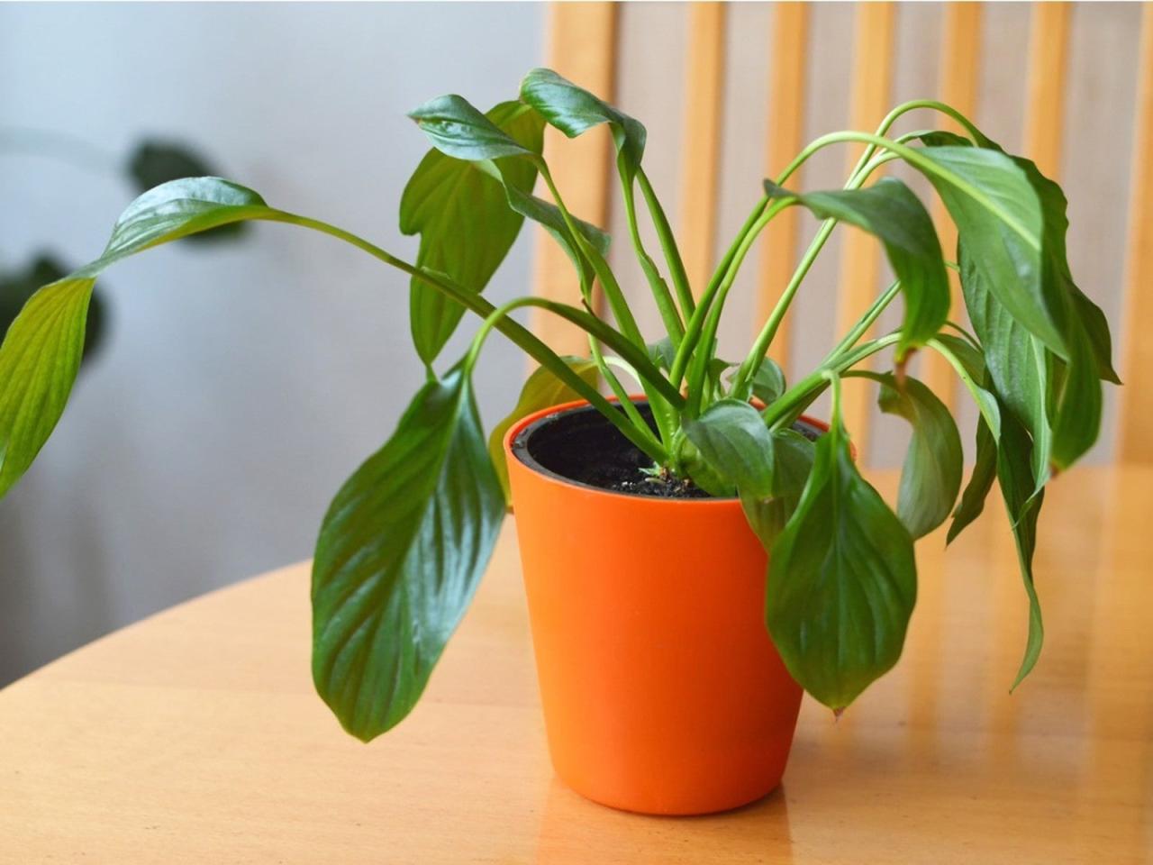 How to Prevent Common Houseplants From Drooping