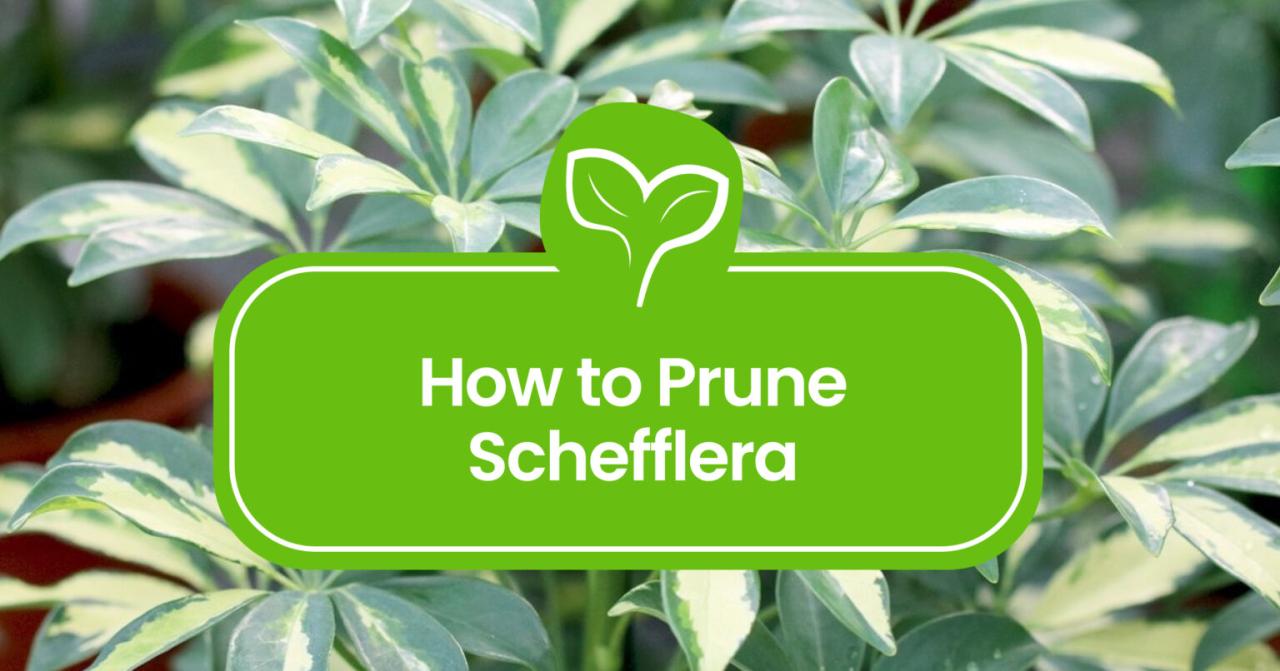 Master Schefflera Propagation: The Ultimate Guide