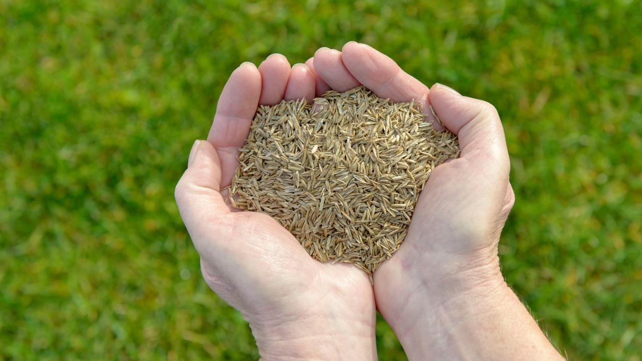 Discover the Perfect Timing for Grass Seed Sowing: Expert Advice for Lawn Care